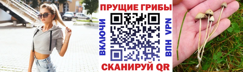 Псилоцибиновые грибы прущие грибы  Купить  Алупка 
